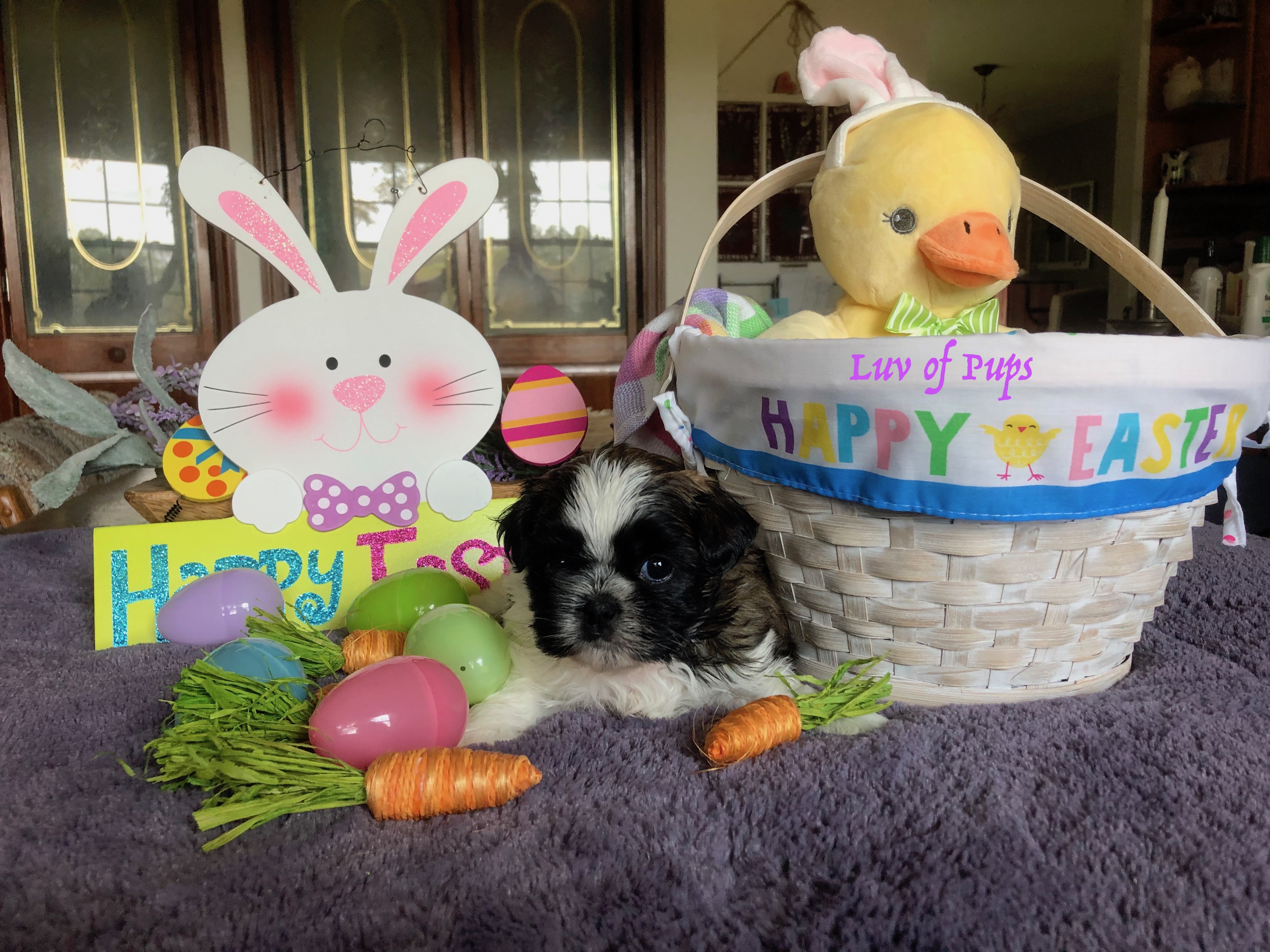 puppy, for, sale, Shih Tzu, Cheryl  Mack, dog, breeder, Ocala, FL, dog-breeder, puppy-for-sale, forsale, nearby, find, puppyfind, locator, puppylocator, aca